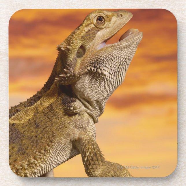 Dessous-de-verre Dragon barbu (Pogona Vitticeps) sur la roche, (Devant)