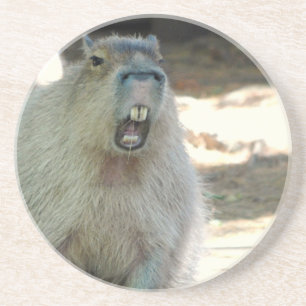 Dessous de verre drôles de Capybara