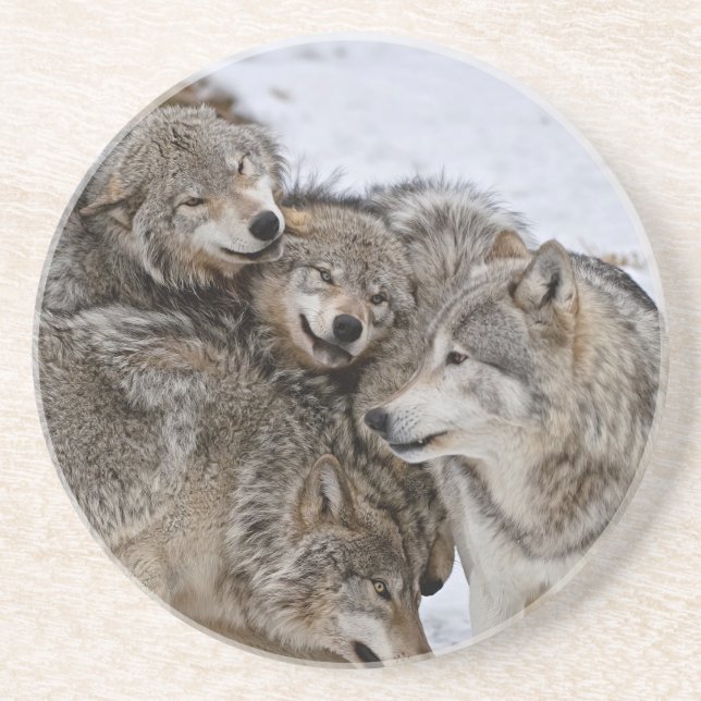 Dessous de verre du loup de bois de l'Est (Devant)