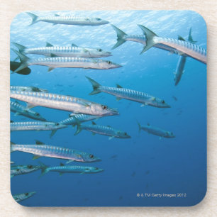 Dessous-de-verre École de barracuda de blackfin (qenie de