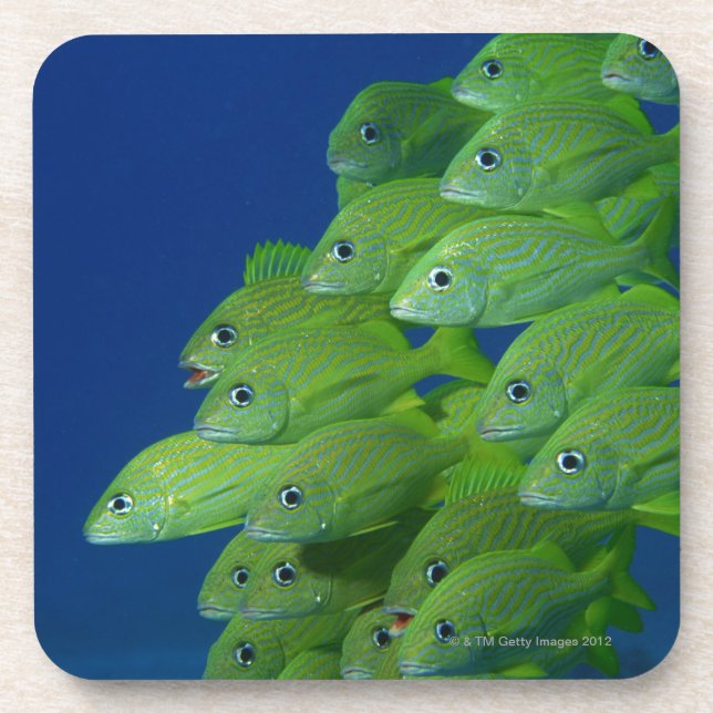 Dessous-de-verre École du français bluestriped et des grognements (Devant)