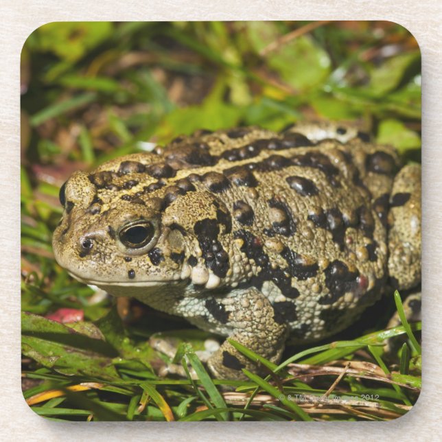 Dessous-de-verre Edmonton, Alberta, Canada 2 (Devant)