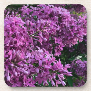 Dessous-de-verre Élégante floraison de magenta violet profond fleur