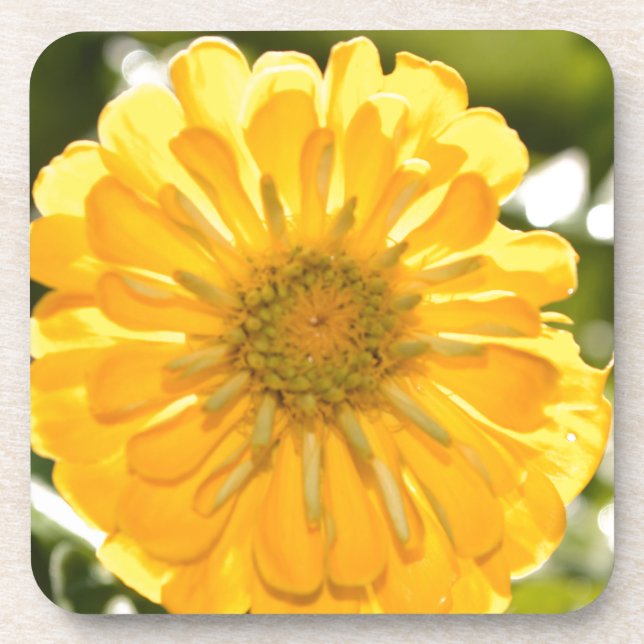 Dessous-de-verre Élégante marguerite fleurie jaune (Devant)