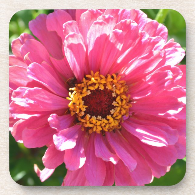Dessous-de-verre Elégante marguerite rose rose rétro (Devant)