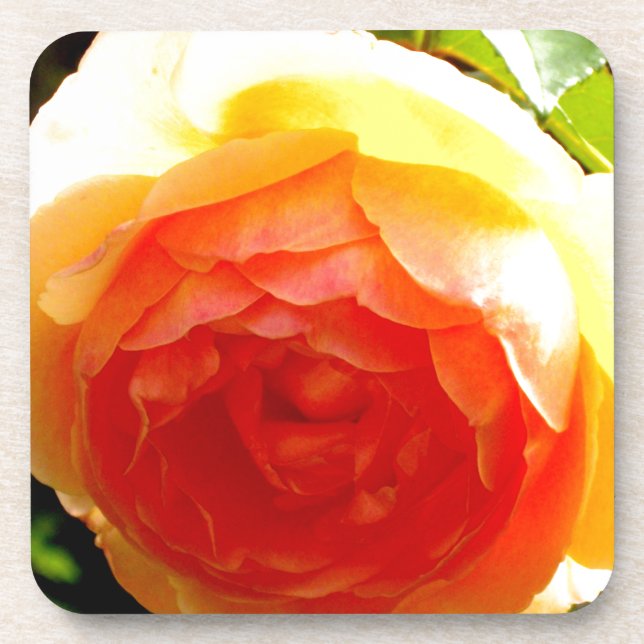 Dessous-de-verre Elégante pêche jaune rose floral d'abricot rouge (Devant)