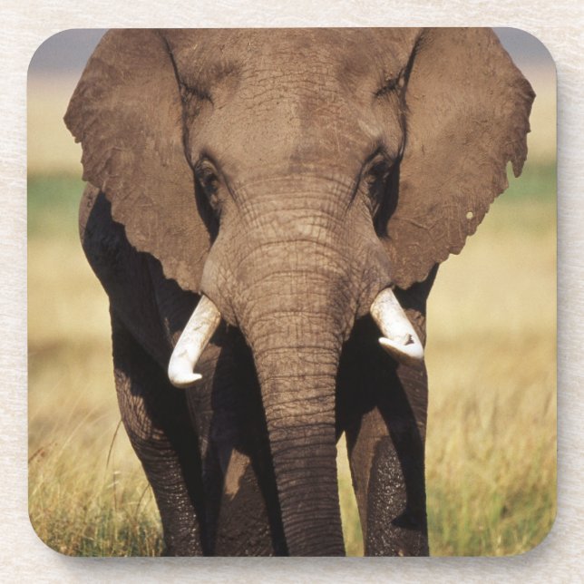 Dessous-de-verre Éléphant de savane d'Afrique (Devant)