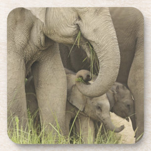 Dessous-de-verre Éléphant indien / asiatique et jeune, Corbett 3