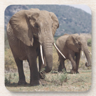 Dessous-de-verre Éléphant mère marchant avec un éléphant jeune