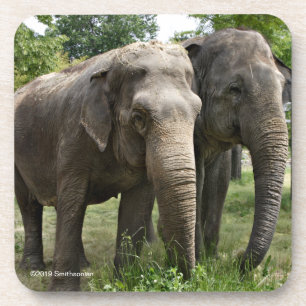Dessous-de-verre Éléphants asiatiques côte à côte