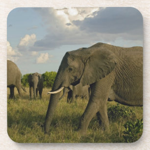 Dessous-de-verre Éléphants d'Afrique en train de paître, Loxodonta 