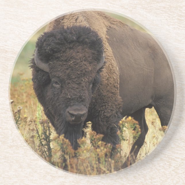 Dessous de verre en bois de bison (Devant)