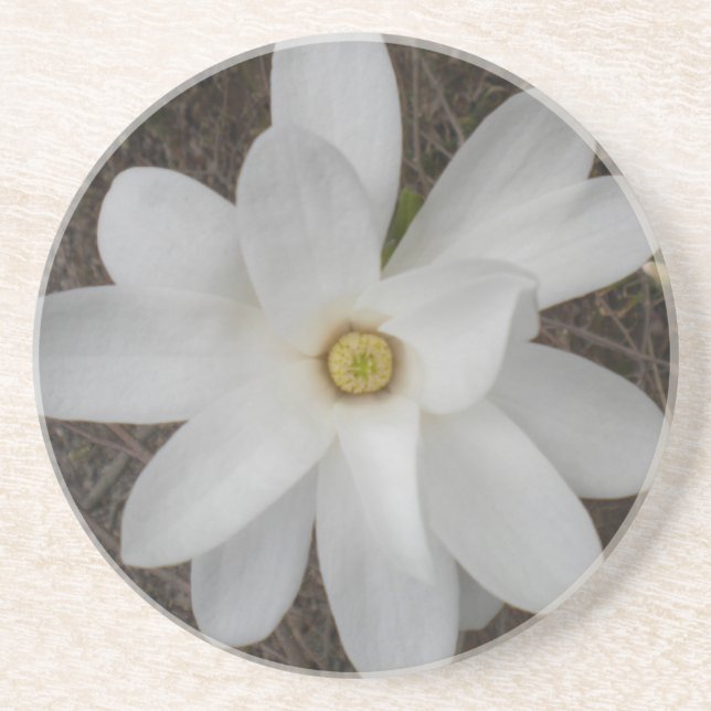 Dessous de verre en fleurs de Magnolia blanche (Devant)
