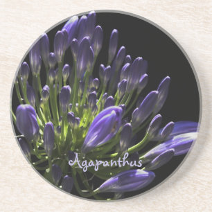 Dessous De Verre En Grès Agapanthus violet à floraison solaire, Lily africa
