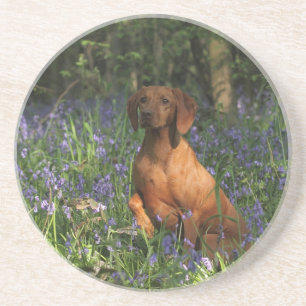 Dessous De Verre En Grès Ambre