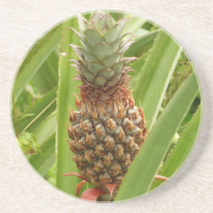 Dessous De Verre En Grès Ananas sauvage Fruit tropical dans la nature