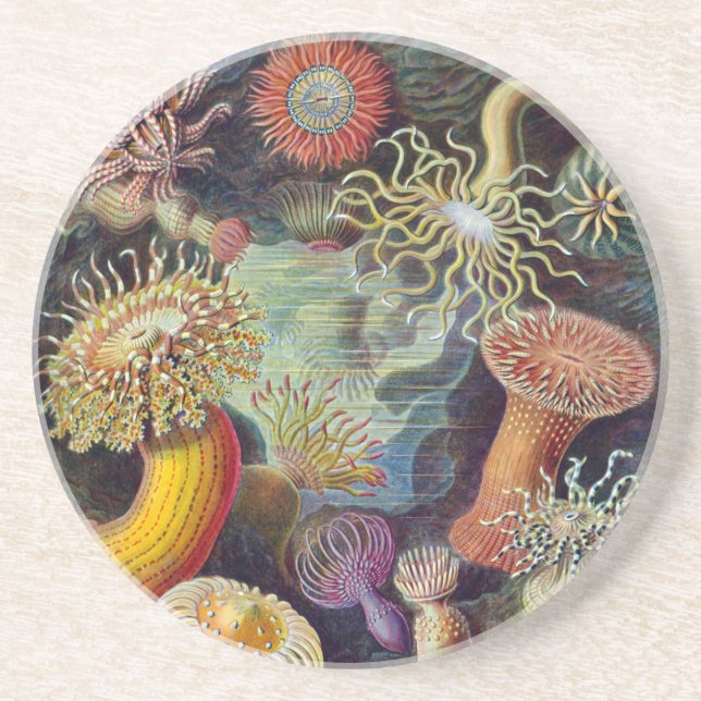 Dessous De Verre En Grès Anémone de mer Nature scientifique Océan (Devant)