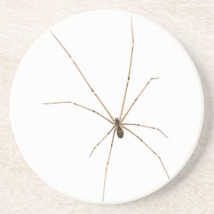 Dessous De Verre En Grès Araignée