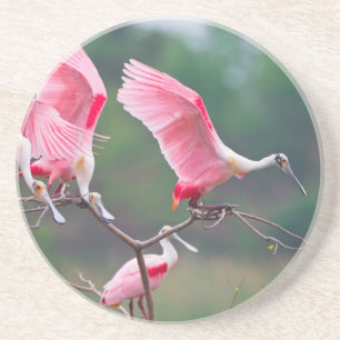 Dessous De Verre En Grès Atterrissage des spatules de rose (Ajaia Ajaja)