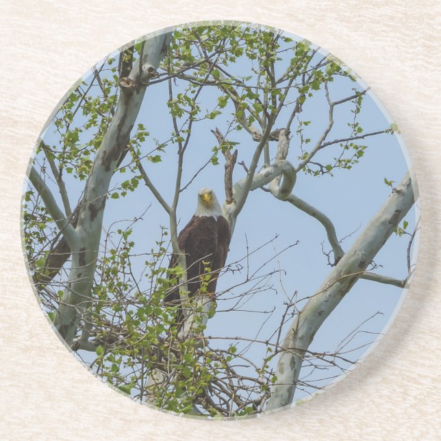 Dessous De Verre En Grès Bald Eagle Smile (Devant)