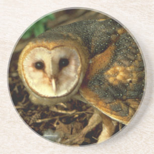 Dessous De Verre En Grès Barn Owl