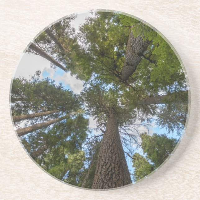 Dessous De Verre En Grès Barrage de Douglas Fir (Devant)