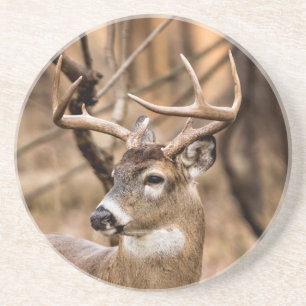 Dessous De Verre En Grès Buck de cerf à queue blanche