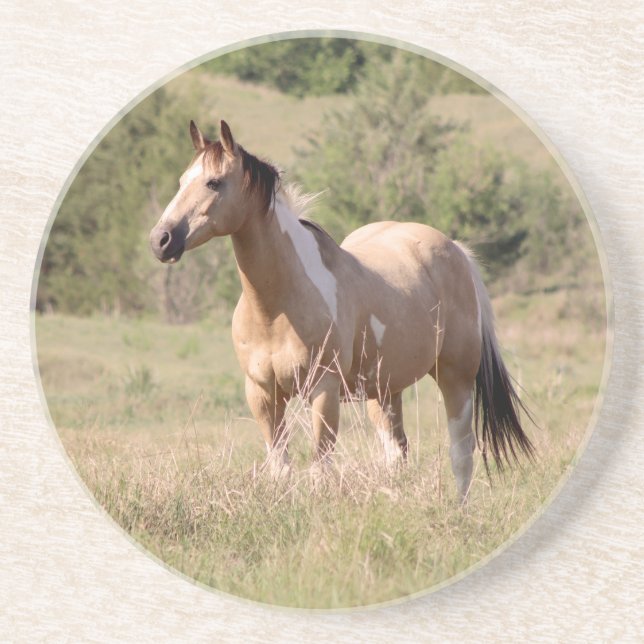 Dessous De Verre En Grès Buckskin Tobiano Horse Posing in Pasture Photo (Devant)