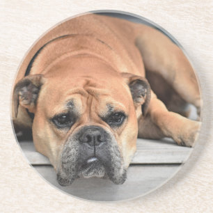 Dessous De Verre En Grès Bull Dog