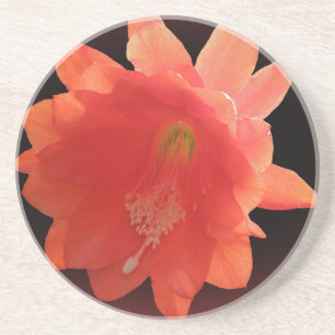 Dessous De Verre En Grès Cactus d'orchidée - Epiphyllum Ackermannii - fleu