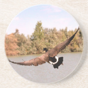Dessous De Verre En Grès canard volant au-dessus de l'eau photographie