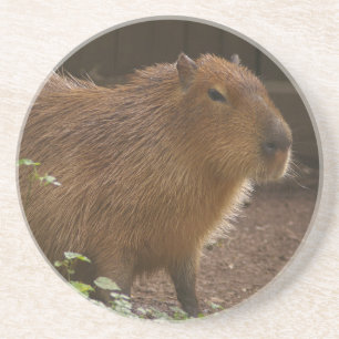Dessous De Verre En Grès Capybara