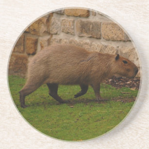 Dessous De Verre En Grès capybara