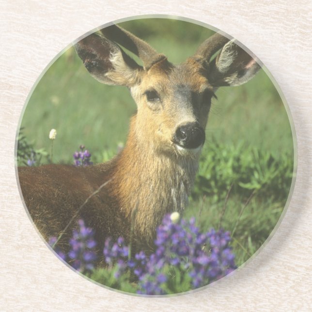 Dessous De Verre En Grès Cerf à queue noire, Odocoileus hemionus (Devant)