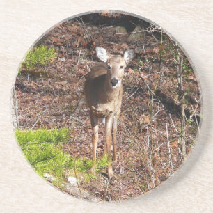 Dessous De Verre En Grès Cerf adorable dans les bois Photographie de la nat
