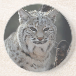 Dessous De Verre En Grès Chat sauvage de rampement