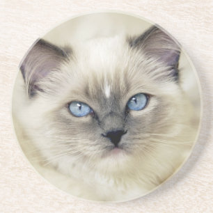 Dessous De Verre En Grès Chaton Ragdoll