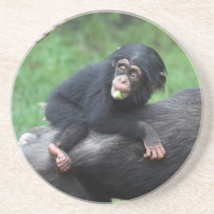 Dessous De Verre En Grès Chimpanzé 032