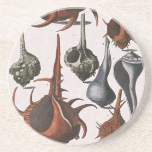 Dessous De Verre En Grès Coquillages, Coquillages Marins Anciens, Vie Marin