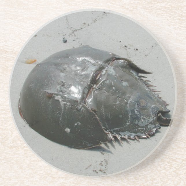Dessous De Verre En Grès Crabe du fer à cheval (Devant)