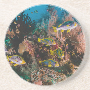 Dessous de verre en grès de Coral Reef