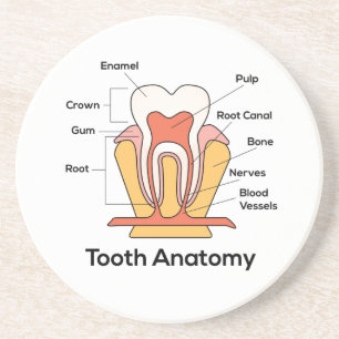 Dessous De Verre En Grès Diagramme d'anatomie des dents