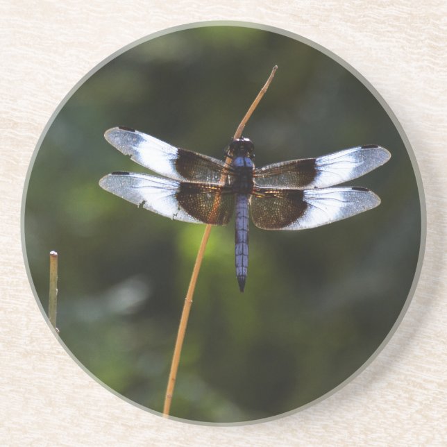 Dessous De Verre En Grès Dragonfly de la veuve masculine (Devant)