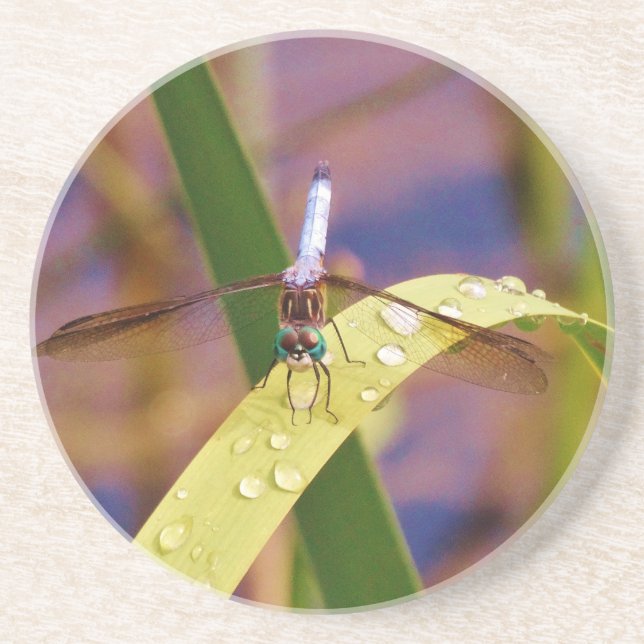 Dessous De Verre En Grès Dragonfly sur la feuille de pluie (Devant)
