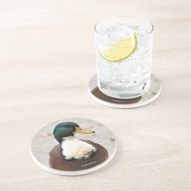 Dessous De Verre En Grès Drôle domestique Mallard Duclair Bibbed Odd Duck (Côté)