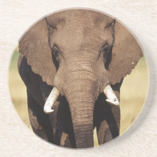 Dessous De Verre En Grès Éléphant de savane d'Afrique