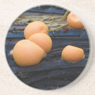 Dessous De Verre En Grès Epidendrum de Lycogala de la boue de Groening du