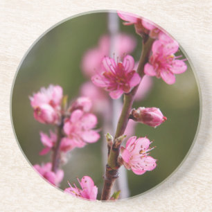Dessous De Verre En Grès États-Unis, Californie. Fleurs roses sur un arbre