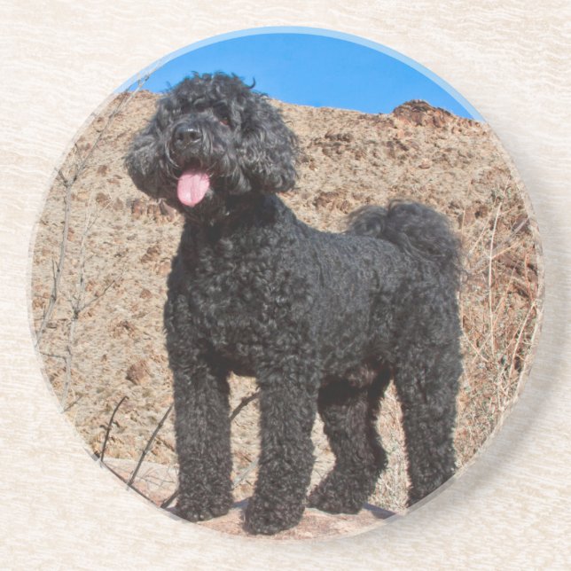 Dessous De Verre En Grès États-Unis, Californie. Labradoodle debout (Devant)