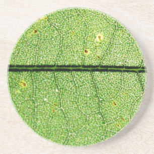 Dessous De Verre En Grès Feuille verte extrême